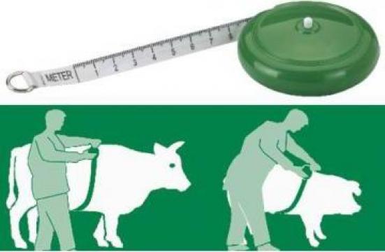 Banda pentru masurare greutate animale