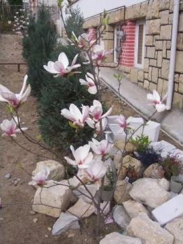 Flori mari Magnolia de la Gradini Bacara