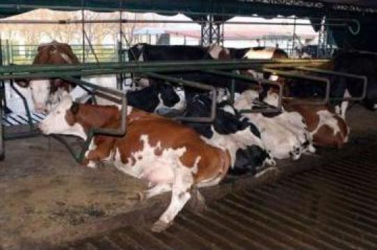 Plan de afaceri pentru ferme de vaci pentru lapte de la Duplicom Grup Srl