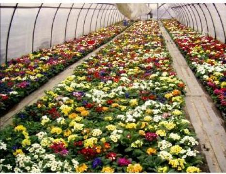Plan de afaceri pentru floricultura de la Duplicom Grup Srl