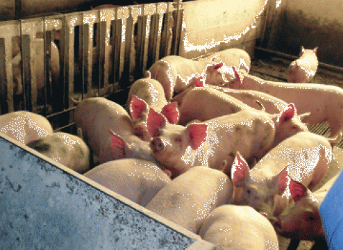 Plan de afaceri pentru ferma de porci pentru ingrasare de la Duplicom Grup Srl