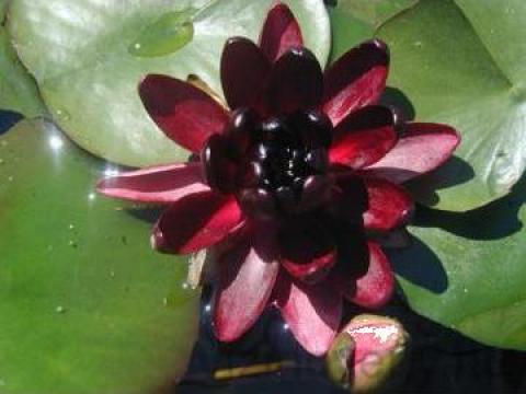 Plante de decor nufar, lotus