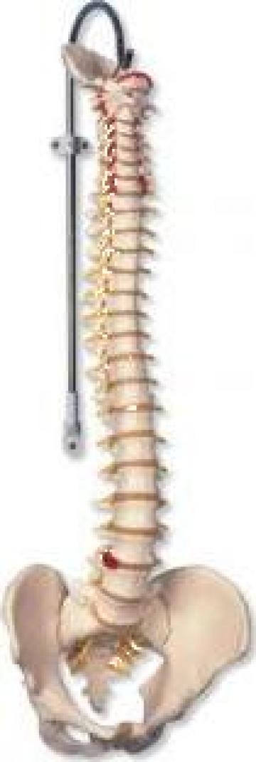 Mulaj coloana vertebrala flexibila