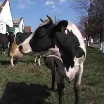Lapte pasteurizat de vaca