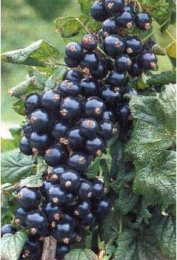 Puieti de coacaz negru Tiben, anul 2 de la Pomi Fructiferi, Arbusti, Vita De Vie