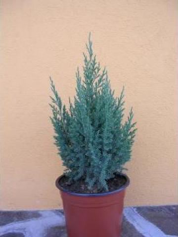 Arbore gradina Juniperus chinensis de la Nicoreac Nelu Pfa.