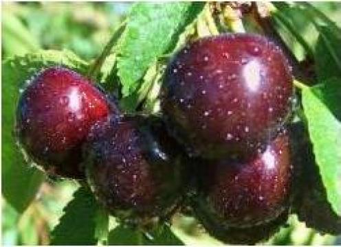 Cires Van de la Pomi Fructiferi, Arbusti, Vita De Vie