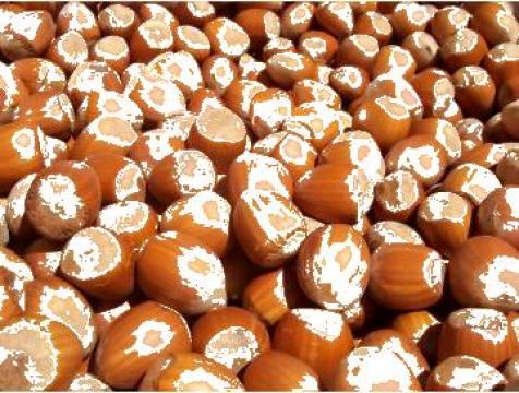 Alune de padure (Hazelnuts) de la Bascan Export Srl