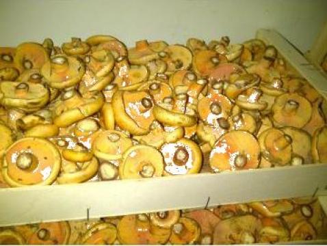 Ciuperci Rascovi, Lactarius Deliciosus de la Sc Zega Impex Srl