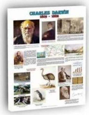 Plansa ecologie Charles Darwin - teoria evolutionista de la Eduvolt