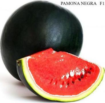 Seminte pepeni verzi Pamona Negra F1 de la Www.magazin-agro.ro