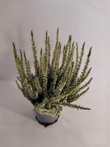 Planta decorativa Calluna 0053