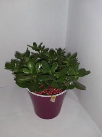 Planta verde suculenta Crassula 0064