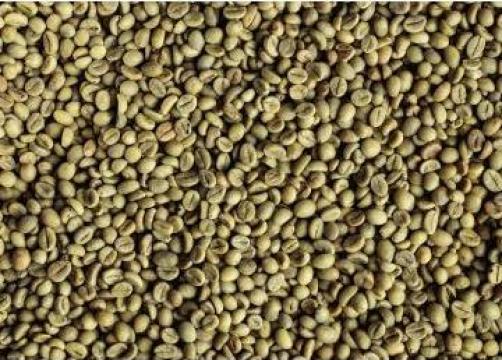 Cafea verde Guatemala San Marcos robusta 19/20 de la Kestar Coffee Srl