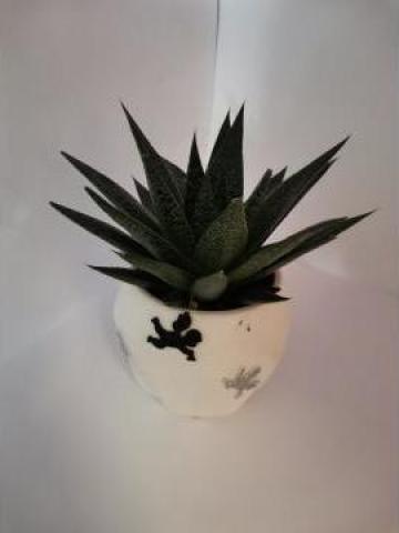 Planta suculenta Gasteria in vas de ceramica 0040 de la La Gradina Stil