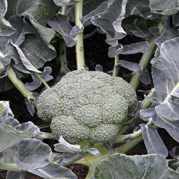 Seminte de broccoli Batory F1 (2500 seminte) de la Lencoplant Business Group SRL
