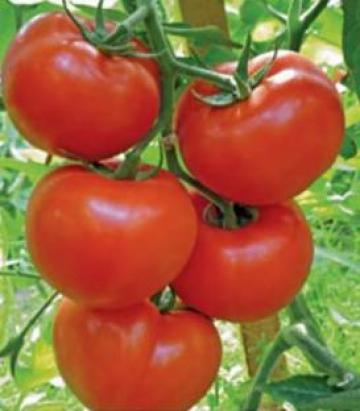 Seminte de tomate Gravitet F1 (500 seminte)