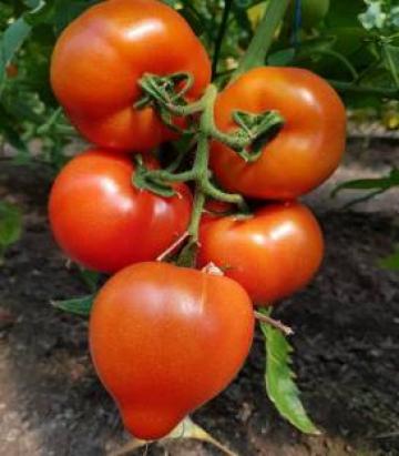 Seminte de tomate Melanet F1 (500 seminte) de la Lencoplant Business Group SRL