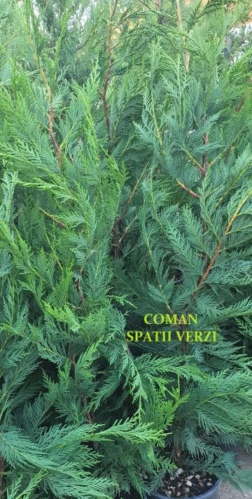Conifere Cupressocyparis Leylandii, Timisoara, Sacalaz de la Coman Spatii Verzi Srl
