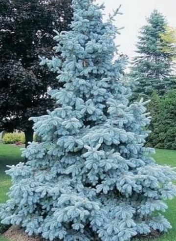 Molid argintiu la ghiveci de 35 L Picea pungens Hoopsii de la Florapris Family S.r.l.