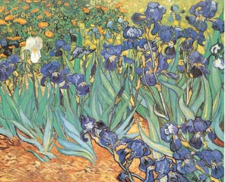 Tablou Van Gogh, Irisi, inramat