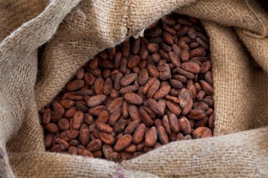 Boabe de cacao organice naturale de la Altizihbong Holdings Wll