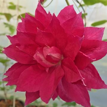 Floare Clematis Red Star in ghiveci de la Florapris Family S.r.l.