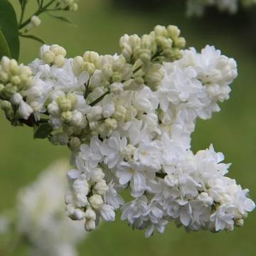Floare liliac alb Mme Lemoine 60-100 cm