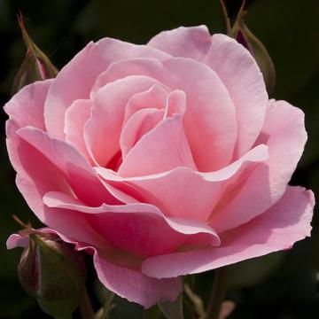 Floare trandafir teahibrid Queen of England, anul 2 de la Florapris Family S.r.l.