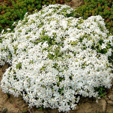 Planta perena Phlox Spring White Subulata, la ghiveci de la Florapris Family S.r.l.