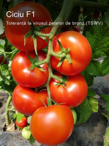 Seminte de tomate nedeterminate Ciciu F1, 500 seminte de la Antomar & Brothers Group SRL