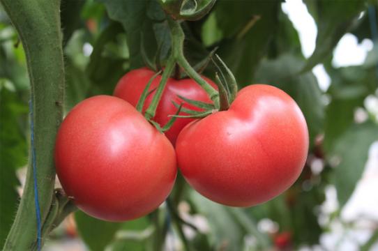 Seminte de tomate nedeterminate Mamston F1, 500 seminte de la Antomar & Brothers Group SRL