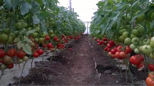 Seminte de tomate semideterminate Gravitet F1, 500 seminte