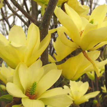 Arbust Magnolia Yellow Lantern la ghiveci de 5 litri