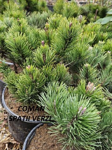 Pinus mugo pumilio 20-30 cm