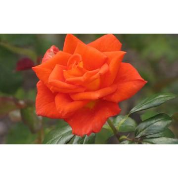 Trandafir hibrid Monika de la Plantland SRL