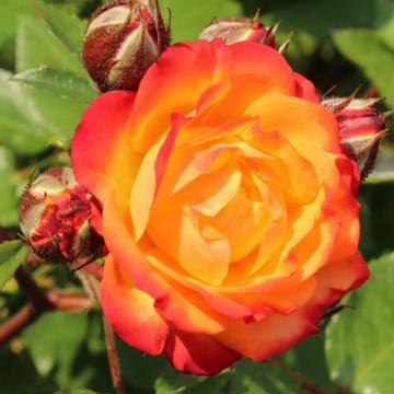 Trandafir hibrid Rumba