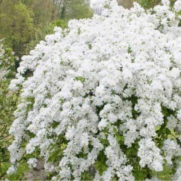 Arbust de perle Exochorda The Bride, in ghiveci de 7,5 l de la Florapris Family S.r.l.