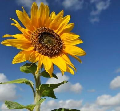 Seminte de floarea soarelui Laboulet de la Nicolaida Pro Solution Srl