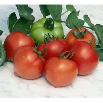 Seminte de tomate Prekos F1 - 1.000 seminte de la Lencoplant Business Group SRL
