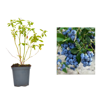 Afin urias Spartan de 25-30cm la ghiveci de la Plantland SRL