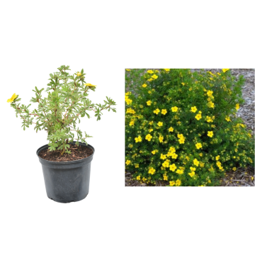 Arbust Cinquefoil Goldstar la ghiveci C2-C3 de la Plantland SRL