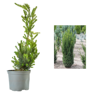 Arbust ornamental Taxus Hilli de 25cm la ghiveci C2-C3 de la Plantland SRL