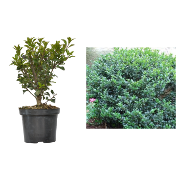 Arbust Ilex meserveae Blue Prince la ghiveci C2-C3 de la Plantland SRL