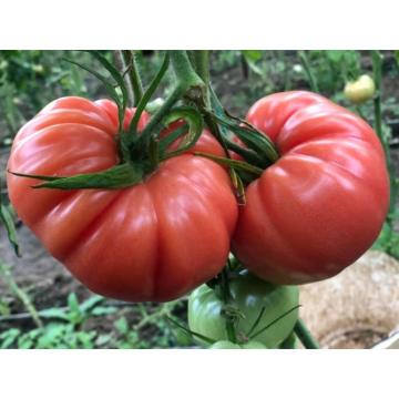 Seminte tomate Leroxy F1, 500 sem, Yuksel de la Dasola Online Srl