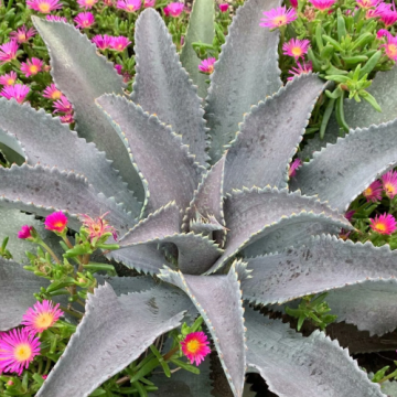 Planta suculenta Mangave Silver Fox in ghiveci de 17 cm