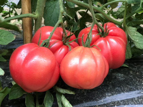 Seminte de tomate roz Espada F1, 1.000 sem, Cora Seeds