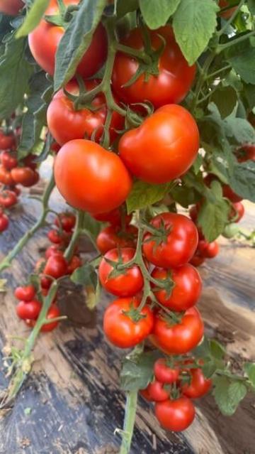 Seminte de tomate Sandoline F1 (500 seminte) de la Lencoplant Business Group SRL