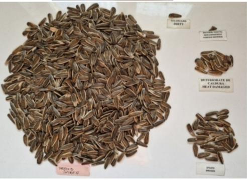 Floarea soarelui de la Universal Agro Srl