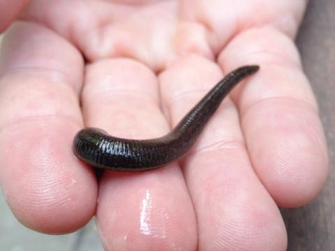 Lipitori medicinale Medicinal leeches